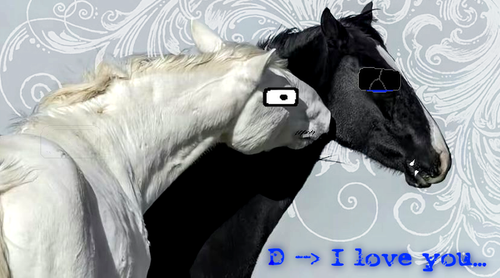 equijake.png