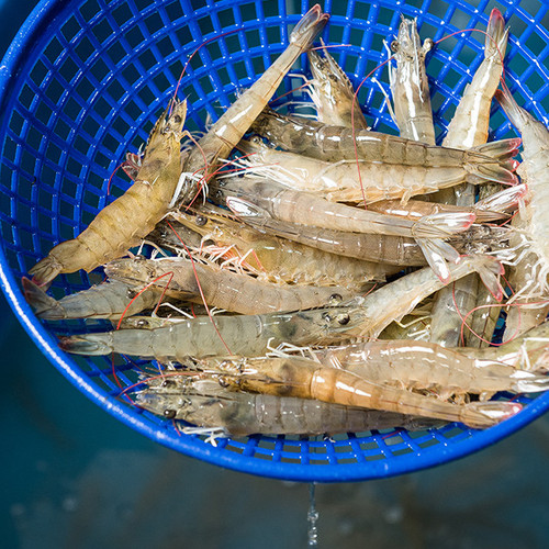 prod 국산 흰다리새우 1kg 3 2657cee82aac.jpg