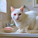 Weiße Katze auf dem Waschbecken.