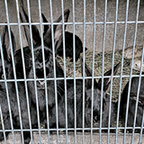 Schwarze Kaninchen drängen sich hinter Drahtgitter im Betonstall.