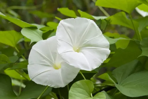 Moonflower Ipomoea alba.webp