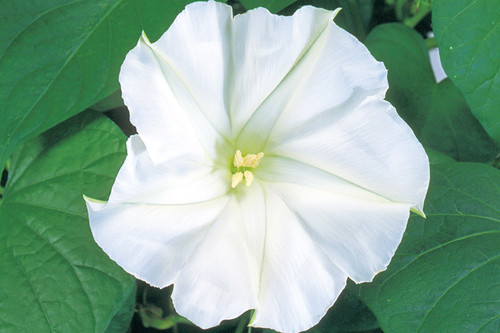 product 33 01.jpg