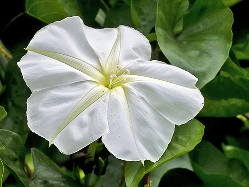 Calonyctionaculeatum1.jpg