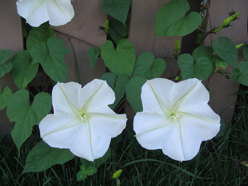 1280px Ipomoea alba.jpg