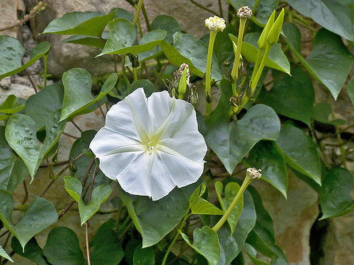 Calonyctionaculeatum2.jpg