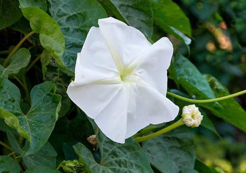 Flower.jpg