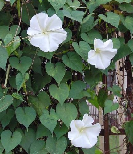 Ipomoea alba1.jpg