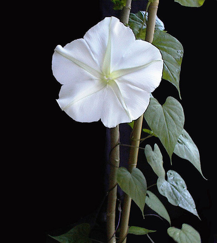Ipomoea.alba.jpg