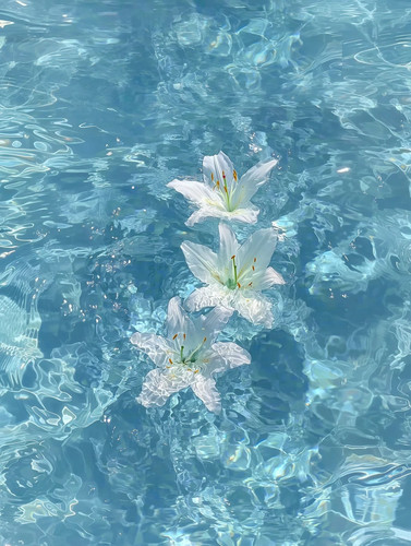 流水百合 1 微光画卷 来自小红书网页版.jpg