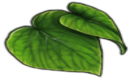 kava (1).png