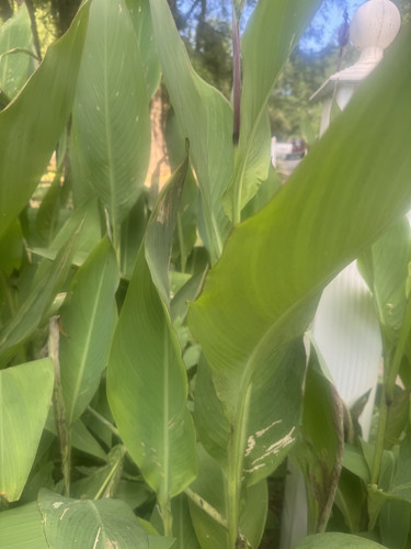 tall leaves close up.jpg