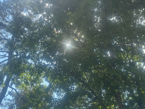 sun trees chase the light.jpg
