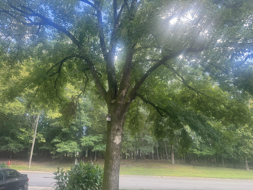 isolate birdhouse tree.jpg