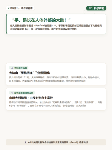 14 P2 手脑发育 手部神经与脑连接秘密.png