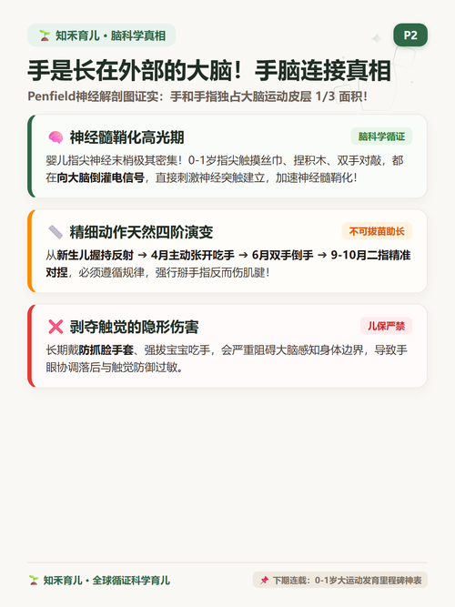 14 P2 手脑发育 手部神经与脑连接秘密.png