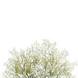 placa CR3 1.png