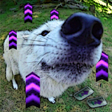 14 cooler dog pic.png