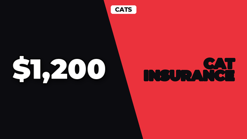 thumb cat insurance do you really need it landscape.png