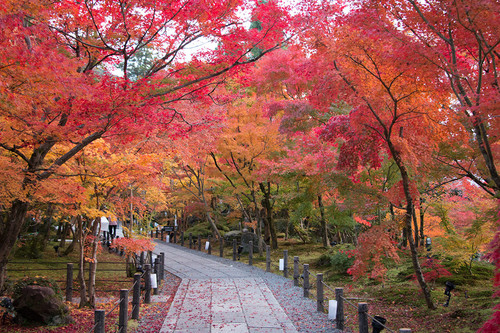 kyoto foliage 2.jpg