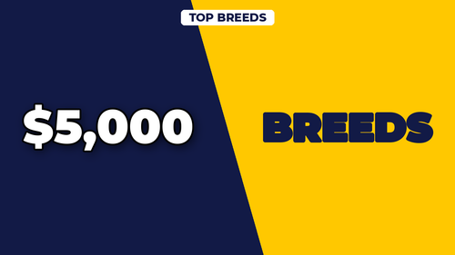 thumb dog breeds with highest insurance rates landscape.2