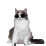 cat2.2
