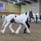 Lewie show pic 6 HE