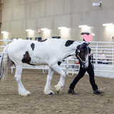 Lewie show pic 5 HE