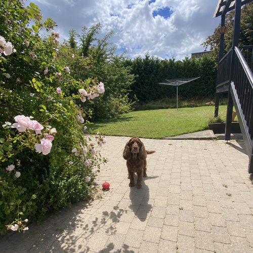 02 cocker spaniel.png