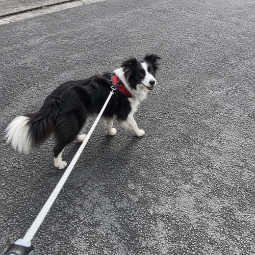 04 border collie.png