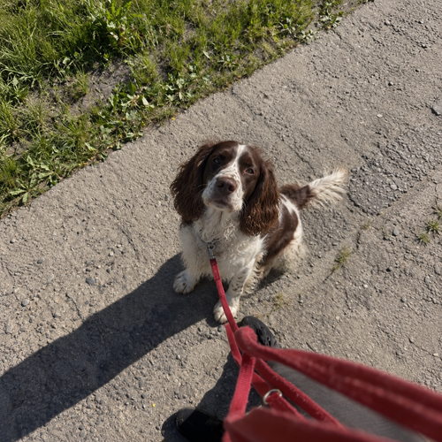 06 springer spaniel.png