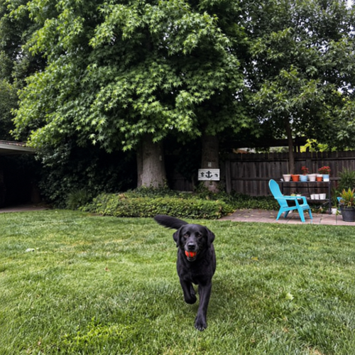 01 black labrador.png