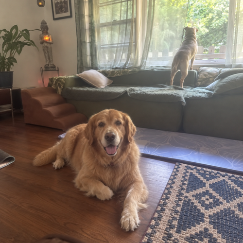 10 golden retriever.png