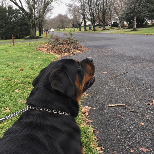 11 rottweiler.png