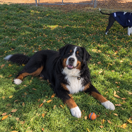 13 bernese mountain dog.png