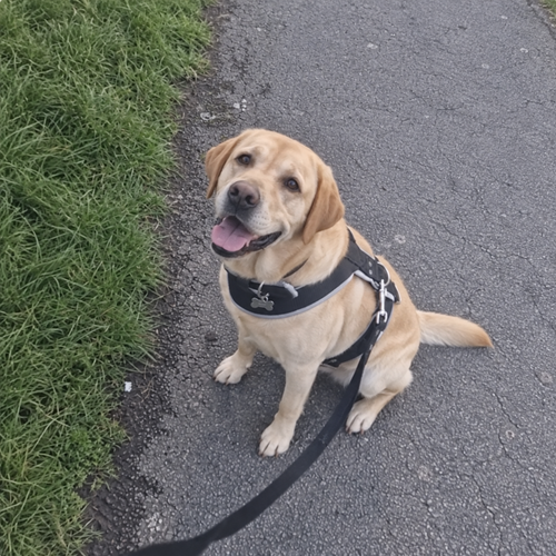 14 yellow labrador.png