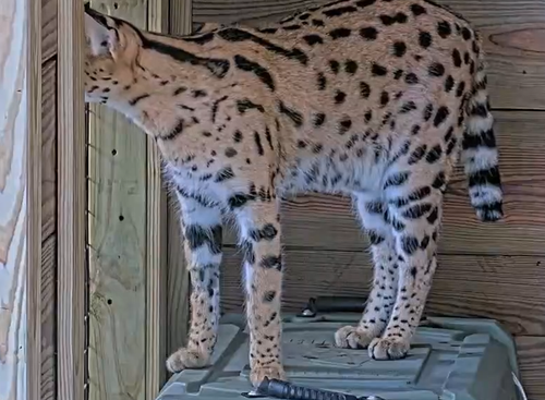 czU96B.png