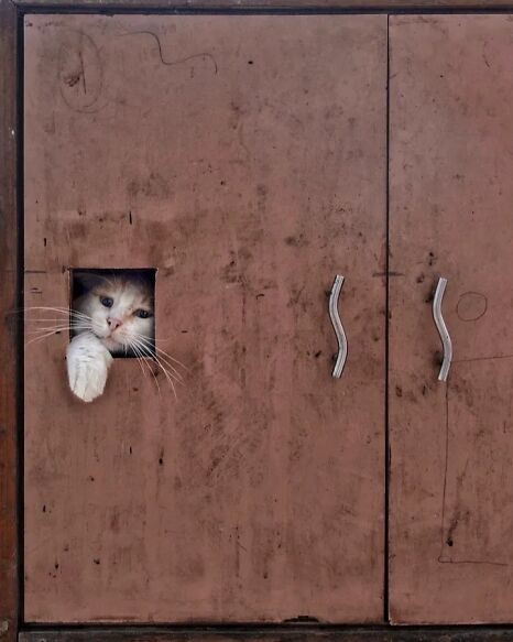 6aad3d6cbb2ee 43 street photos where animals unexpectedly became the main characters 11 700.jpg