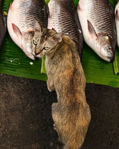 6aad3d345f276 43 street photos where animals unexpectedly became the main characters 6 700.jpg