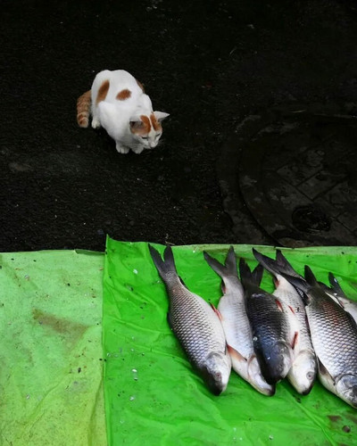 43 Street Photos Where Animals Unexpectedly Became The Main Characters 6aad3bc9db63a 700.jpg