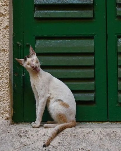 6aad3e0f6cccd 43 street photos where animals unexpectedly became the main characters 27 700.jpg