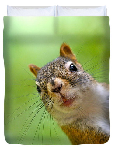 peeking squirrel sue feldberg (1).jpg