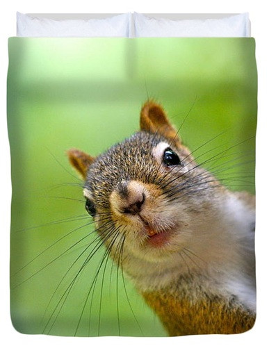 peeking squirrel sue feldberg (1).jpg