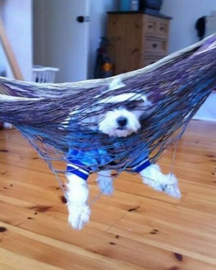 funny times animals got trapped by their own poor choices 11 608x481 6a9e632ad1ee7 700.jpg