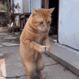 cat7 ezgif.com add image.gif