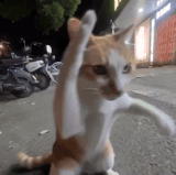 upload.gif