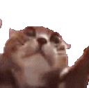 clappi 4x.gif