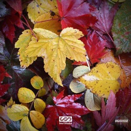 Soul Surplus Autumn Bliss WAV-FLARE
