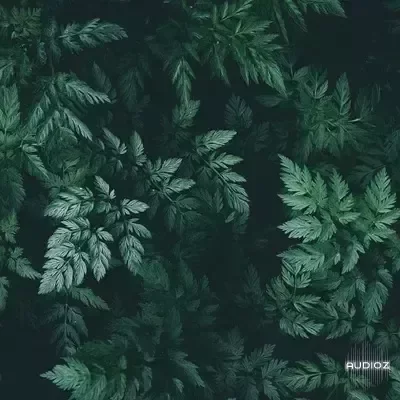 Bruferrbeatz Sage (Drumkit) WAV-FANTASTiC