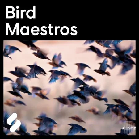Splice Explores Bird Maestros WAV-FLARE