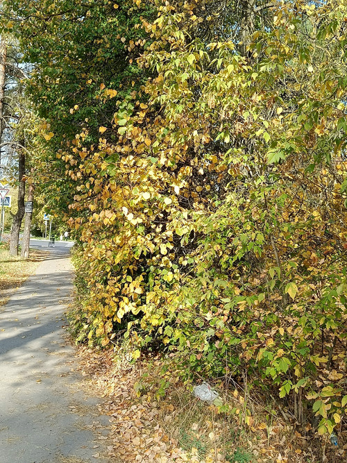 LU9R 0FZEx YZ FjKi9Ttf8P0uiTe sWq2EjrcOkxCeOPv2tPxrhfXPaBrJ5A8696uPBvRZZc08w0BeQbuvwL7z8 czxpw.jpg